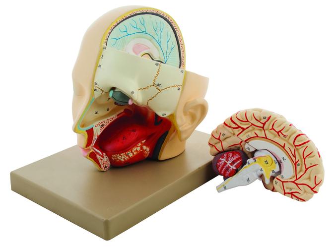 Buy Human Head with Brain Model - Premium Life Size 3D Model - Hand Painted  with Base and Key Card - Eisco Labs Online, STEM / STEAM, Eisco Labs