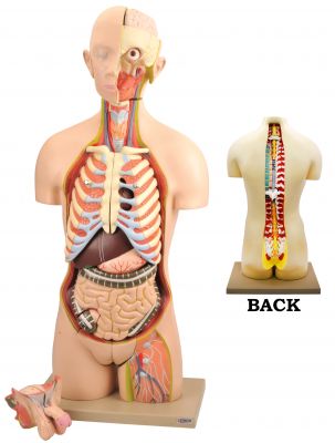 Premium Life Size Human Torso Model with Open Front and Back Sections - Male/Female Genitle Organs - Removable and Disectable Parts - Precise Details - Eisco Labs