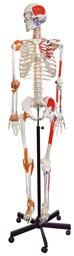 Human Muscular Skeleton Model, Natural Size - Flexible, Painted Muscle Origins & Insertions, Ligaments Details - Rod Mount with Rolling Base - Eisco Labs