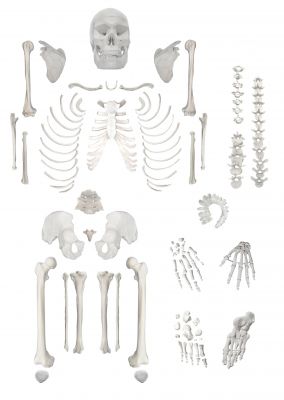 Disarticulated Human Skeleton, Full, Medical Quality, Life Sized (62" Model Height) - 23 Intervertebral Discs, 3 Part Skull with Movable Jaw, Left Hand and Foot Jointed