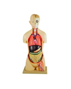 35" Premium Life Size Human Torso, Sexless, 15 Part, Highly Detailed Anatomical Model - Open Back